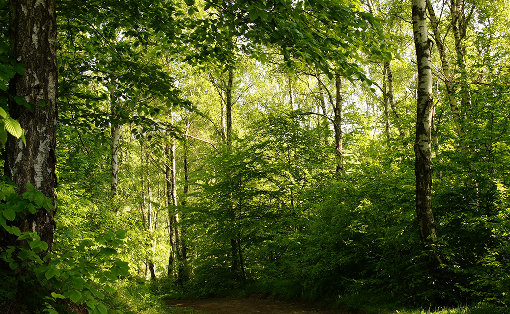 Principals of Forestry